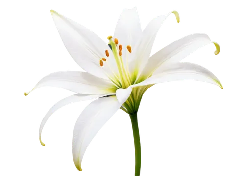 white lily,flowers png,zephyranthes,madonna lily,garden star of bethlehem,easter lilies,lily flower,star of bethlehem,flower background,white flower,lilium candidum,lilium,white cosmos,grass lily,hymenocallis,flower wallpaper,lilien,tuberose,white trumpet lily,delicate white flower,Illustration,Abstract Fantasy,Abstract Fantasy 07