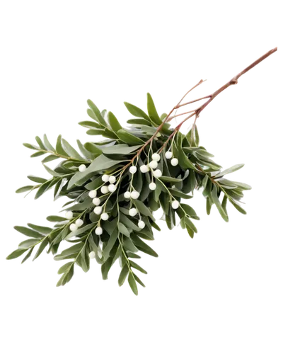 Mistletoe, evergreen leaves, white berries, hanging from branch, Christmas decoration, festive atmosphere, soft focus, warm lighting, shallow depth of field, 3/4 composition, mistletoe bouquet, velvet