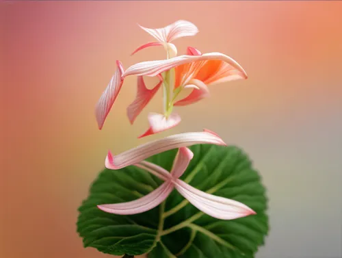 coral vine,flowers png,tropical floral background,anthurium,splendens,flame vine,trumpet flower,begonia,cyclamen,turk's cap lily,flower exotic,flower background,vine flower,twinflower,tropical bloom,f