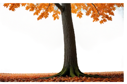 deciduous tree,autumn tree,deciduous trees,autumn background,autumn frame,trees with stitching,isolated tree,deciduous,fall picture frame,brown tree,cardstock tree,flourishing tree,maple tree,birch tree background,round autumn frame,autumn trees,seasonal autumn decoration,ash-maple trees,european beech,background vector,Illustration,American Style,American Style 02