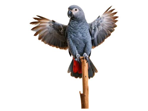 african gray parrot,bird png,pigeon flying,lanner falcon,fantail pigeon,pale chanting goshawk,carrier pigeon,homing pigeon,dove of peace,bird flying,white grey pigeon,fan pigeon,silverbird,bird in flight,3d crow,field pigeon,australian zebra finch,parakeet,blue parrot,speckled pigeon,Art,Artistic Painting,Artistic Painting 49