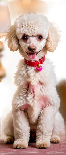 miniature poodle,toy poodle,poodle crossbreed,chihuahua poodle mix,bichon frisé,cavachon,shih-poo,standard poodle,bichon,shih poo,poodle,cavapoo,clumber spaniel,cockapoo,maltepoo,cheerful dog,yorkipoo,female dog,schnoodle,cute puppy,Unique,3D,Panoramic