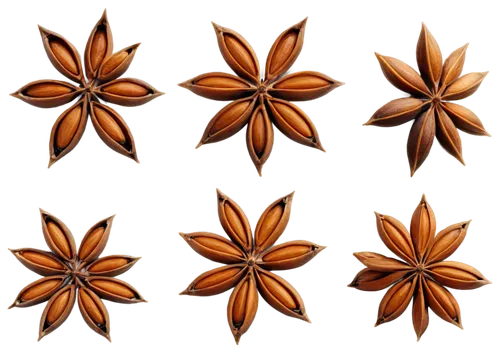 flowers png,star anise,wood daisy background,orange flowers,illustration of the flowers,minimalist flowers,cloves,chocolate flower,orange petals,flowers pattern,calendula petals,flower background,flower drawing,small cloves,flower pattern,orange lily,dried cloves,anise,anthers,paper flower background,Photography,Documentary Photography,Documentary Photography 33