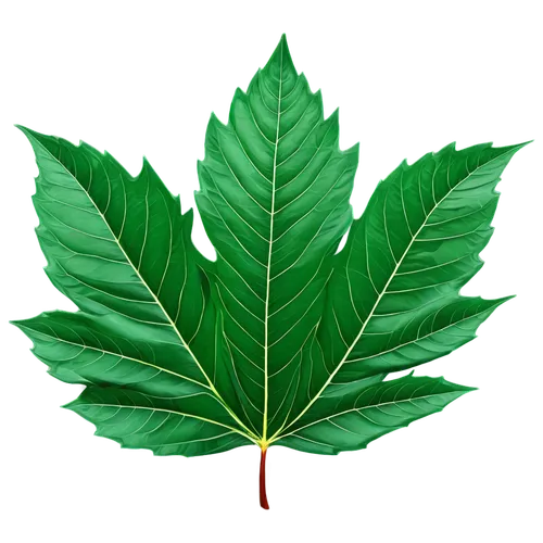 mape leaf,maple leaf,custody leaf,chestnut leaf,mammoth leaf,walnut leaf,red maple leaf,leaf background,maple foliage,broadleaf,fan leaf,tree leaf,grape leaf,fig leaf,tropical leaf,green leaf,maple leave,jungle leaf,bo leaf,brown leaf,Conceptual Art,Graffiti Art,Graffiti Art 12