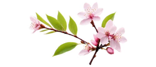 flowers png,prunus,japanese cherry,syzygium,gaura,yulan magnolia,tulpenbaum,syzygium aromaticum,chinese magnolia,peach blossom,japanese carnation cherry,cherry blossom branch,japanese floral background,sakura flower,syzygium malaccense,magnoliengewaechs,prunus cerasifera,pink magnolia,prunus laurocerasus,ornamental cherry,Photography,Documentary Photography,Documentary Photography 11