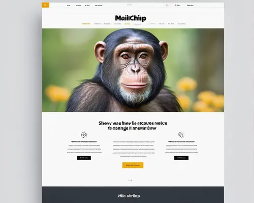 Design a bold and impactful MailChimp template to make a lasting impression.,landing page,web mockup,wordpress design,website design,mobile web,chimp,homepage,web design,natrix helvetica,baboon,webdes