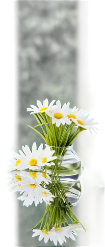 shasta daisy,marguerite daisy,white daisies,ox-eye daisy,white cosmos,oxeye daisy,wood daisy background,margueritte,common daisy,daisy flower,leucanthemum,daisy flowers,white chrysanthemum,the white chrysanthemum,pyrethrum,camomile flower,cosmea,perennial daisy,daisylike,daisies,Photography,Black and white photography,Black and White Photography 13