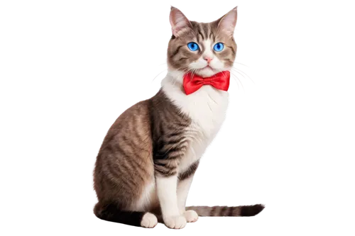 american wirehair,bow-tie,american bobtail,bowtie,cat on a blue background,bow tie,cat image,cat vector,breed cat,british longhair cat,european shorthair,george ribbon,japanese bobtail,domestic short-haired cat,peterbald,cat european,egyptian mau,american curl,american shorthair,cartoon cat,Illustration,Retro,Retro 10