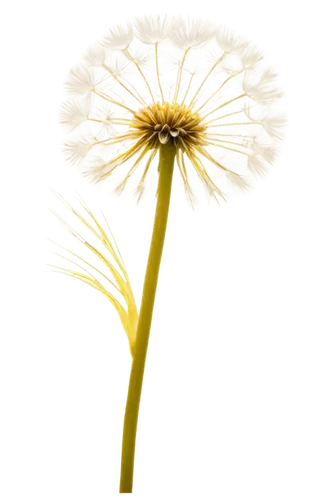 Transparent dandelion, delicate petals, yellow center, fluffy seeds, stem swaying gently, morning dew, soft sunlight, close-up shot, shallow depth of field, warm color tone, cinematic lighting, gentle