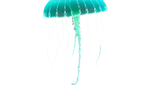 jellyfish,mycena,bioluminescent,aquamarine,summer umbrella,cnidaria,raindrop,parasol,dewdrop,drop of rain,bioluminescence,rainwater,umbrella,medusae,water flower,waterdrop,luminous,petrojet,raindops,mycelial,Photography,General,Natural