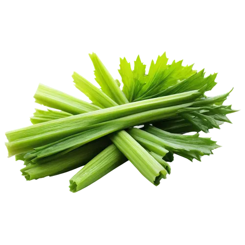 Fresh green celery stalks, bunch of three, leafy top, crunchy texture, dew drops on leaves, natural light, 3/4 composition, shallow depth of field, soft focus, warm color tone, still life, realistic r