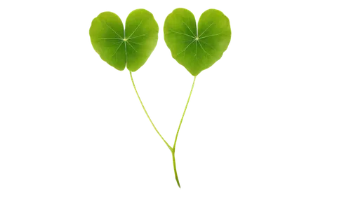 resprout,chloropaschia,arabidopsis,shamrock balloon,spring leaf background,palm tree vector,chloroplast,ginkgo leaf,tulip background,bladderwort,lotus leaf,green leaf,spring onions,spring onion,arisaema,flowers png,greenheart,fan leaf,chloroplasts,tropical leaf,Photography,Fashion Photography,Fashion Photography 20