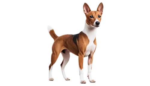 basenji,pinscher,sighthound,bull terrier,rat terrier,jack russel terrier,saluki,doberman,doberan,dog illustration,jack russell terrier,dobermannt,daxter,marmaduke,galgo,foxhound,lurcher,sighthounds,galga,jack russel,Photography,General,Commercial