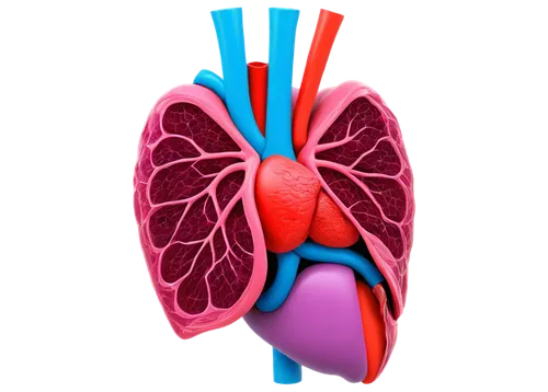 circulatory system,lungs,medical illustration,heart clipart,coronary vascular,ventilate,electrophysiology,cardiology,human heart,aorta,coronary artery,circulatory,cardiac,heart care,lung,the heart of,human internal organ,blood circulation,electrocardiogram,heart icon,Illustration,Paper based,Paper Based 18