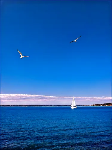 seagull in flight,seagull,seagull flying,birds in flight,seagulls,sea birds,gulls,birds of the sea,sakonnet,gullfaks,birds flying,lake ontario,silver seagull,marseillan,sailing blue purple,seagulls flock,flying sea gulls,sailing blue yellow,flying birds,lake superior,Photography,Documentary Photography,Documentary Photography 09