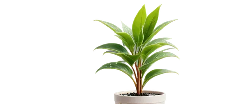 dracena,dracaena,resprout,green plant,hostplant,dark green plant,potted palm,seedling,oil-related plant,houseplant,norfolk island pine,container plant,sweet grass plant,zamia,sapling,palm lily,plante,potted plant,crop plant,forest plant,Unique,3D,Isometric