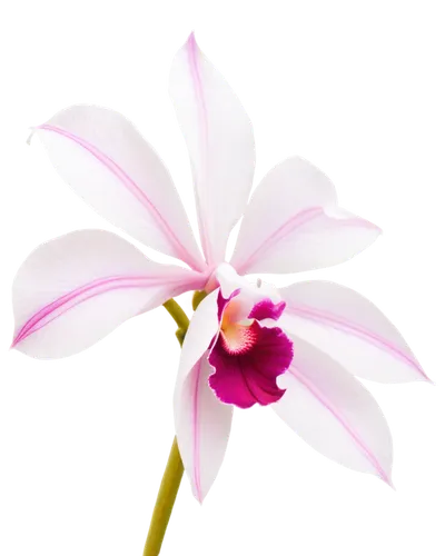 flowers png,orchid flower,orchid,mixed orchid,epidendrum,flower background,pink flower,spider flower,flower wallpaper,pink plumeria,laelia,wild orchid,pink flower white,gaura,lily flower,bicolored flower,single flower,flower pink,lilac orchid,flower illustrative,Conceptual Art,Daily,Daily 18