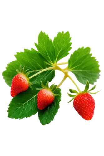 native raspberry,strawberry plant,west indian raspberry ,west indian raspberry,siberian ginseng,raspberry leaf,thimbleberry,rubus,alpine strawberry,salmonberry,strawberry tree,strawberry ripe,ginseng,mock strawberry,red mulberry,lingonberry,bloodrootsanguinaria canadensis,strawberry flower,strawberry,strawberries,Photography,Documentary Photography,Documentary Photography 28