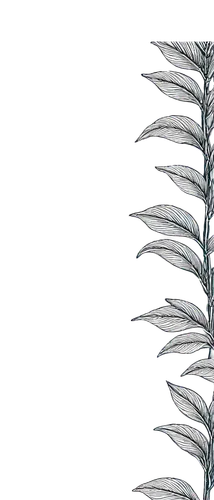 feather bristle grass,flowers png,botanical line art,pennisetum,agave azul,grass fronds,north sea oats,spines,fishtail palm,mugwort,frond,panicle,illustration of the flowers,ribwort,araucaria,pennisetum alopecuroides,fernleaf lavender,silver grass,agave,branched asphodel,Illustration,Black and White,Black and White 15