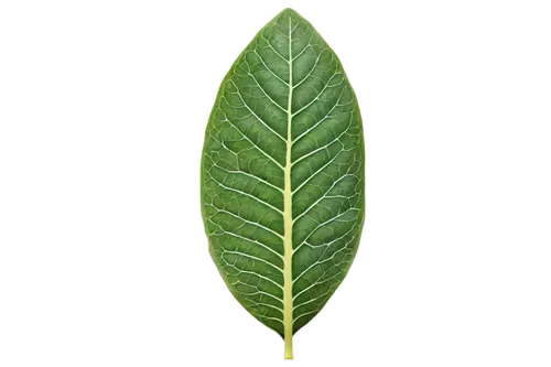 walnut leaf,custody leaf,bay leaf,mape leaf,bay-leaf,foliage leaf,leaf vegetable,magnolia leaf,tropical leaf,fig leaf,chestnut leaf,oleaceae,jungle leaf,curry leaves,mammoth leaf,bo leaf,leaf,round leaved liverleaf,tropical leaf pattern,cherry laurel,Photography,Fashion Photography,Fashion Photography 20