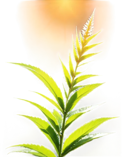 fern leaf,fern plant,sunburst background,leaf fern,background bokeh,spring leaf background,sweet grass plant,cyperus,green leaf,clubmoss,wakefern,nature background,citronella,leaf background,tenuifolia,green leaves,echinochloa,grass fronds,long grass,green plant,Conceptual Art,Daily,Daily 34