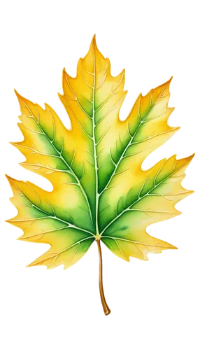 yellow maple leaf,leaf background,red maple leaf,spring leaf background,maple foliage,maple leaves,leaf drawing,maple leave,golden leaf,yellow leaf,maple leaf red,tree leaf,leafed,oak leaf,mape leaf,leaf maple,trumpet leaf,fan leaf,watercolor leaf,leafcutter,Illustration,Paper based,Paper Based 24