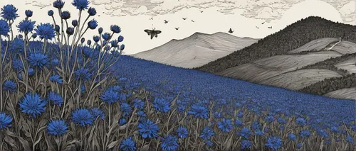 cornflower field,alpine meadow,himilayan blue poppy,alpine forget-me-not,salt meadow landscape,mountain meadow,blue bonnet,blue petals,alpine flowers,blooming field,woodblock prints,bluebell,wild meadow,blue birds and blossom,morbier,cool woodblock images,bluebonnet,cornflower,spring meadow,cornflowers,Illustration,Black and White,Black and White 09