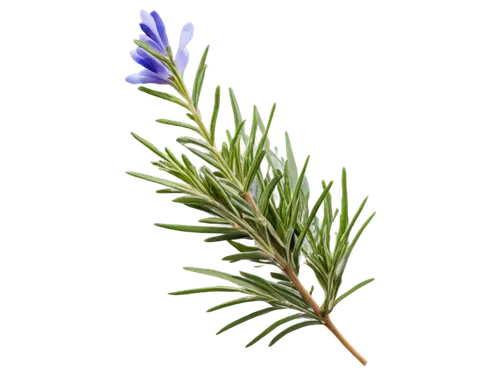 Rosemary, herb, green leaves, delicate flowers, fragrant, bushy, woody stems, tiny blue petals, soft focus, natural light, close-up shot, shallow depth of field, warm color tone, 3/4 composition.,a po