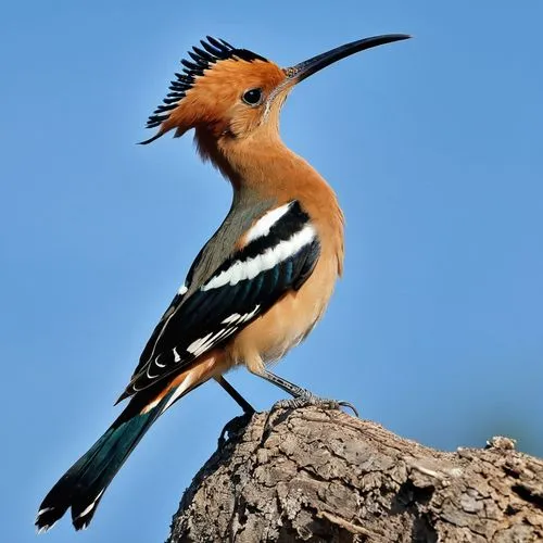 hoopoe,woodhoopoes,hoopoes,eurasian kingfisher,charadriiformes,caesalpinioideae,botswana,fringilla coelebs,senegalensis,balearica regulorum,bonelli,charadriidae,thornbills,saxicola,toricelli,motacilla,parabuteo unicinctus,gazella,polygyridae,muscicapidae,Photography,General,Realistic