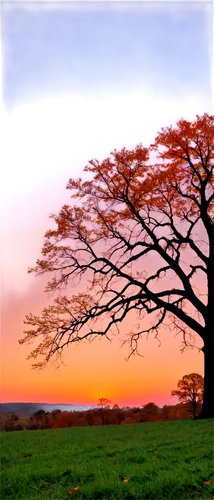 lone tree,isolated tree,nature background,landscape background,lonetree,tree silhouette,deciduous tree,bare tree,arbre,old tree silhouette,background view nature,red tree,landscape photography,the japanese tree,tree,maple tree,dusk background,nature landscape,flourishing tree,leafless,Art,Artistic Painting,Artistic Painting 47