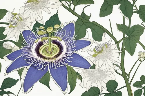 passiflora caerulea,passionflower caerulea,passiflora vitifolia,passiflora edulis,white passion flower,passiflora,passiflora sp,passionflower,common passion flower,passion flower family,passion flower,blue passion flower,illustration of the flowers,flower illustration,jasmine-flowered nightshade,purple passionflower,passion flower bloom,serbian bellflower,datura inoxia,passion flowers,Illustration,Black and White,Black and White 24