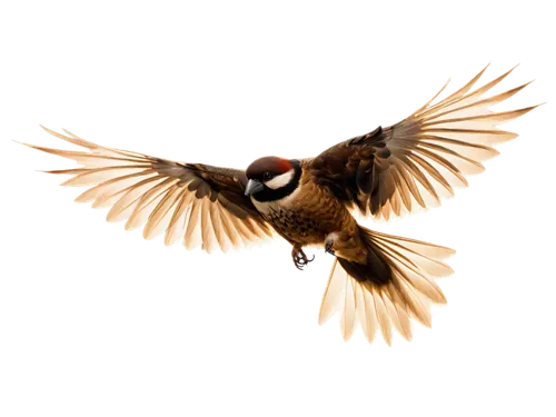 sparrow bird,zebra finch,bird in flight,australian zebra finch,sparrow,sparrows,male sparrow,aracama,bird png,house sparrow,killdeer,bird flying,passerine,european goldfinch,in flight,bulbuls,passerine bird,java finch,bird flight,fantail,Art,Classical Oil Painting,Classical Oil Painting 25