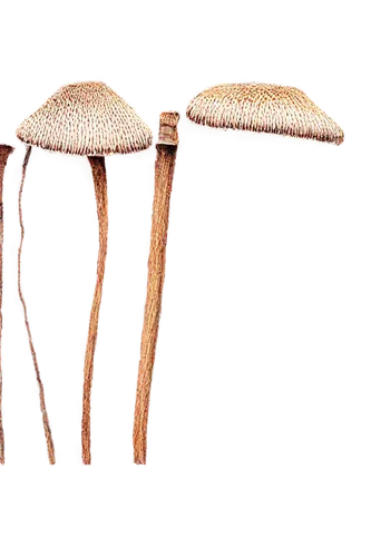 marasmius,mycena,forest mushrooms,mushroom landscape,toadstools,coprinus,coprinus micaceus,basidiomycete,forest mushroom,pholiota,mushrooms,basidiomycetes,milkcap,pluteus,basidiomycota,lepiota,mushroom type,amanita,coprinopsis picacea,clitocybe,Illustration,American Style,American Style 02