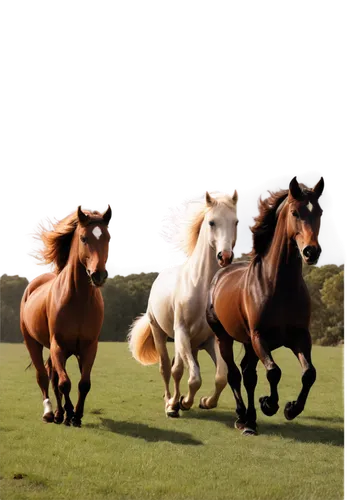 Seven horses, majestic, different breeds, varied coat colors, shiny manes, flowing tails, strong muscles, galloping, running freely, natural landscape background, panoramic view, soft sunlight, warm a