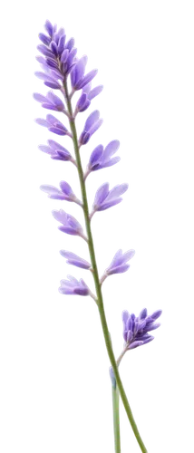 Lavender, purple flowers, delicate petals, slender stems, soft focus, close-up, shallow depth of field, warm lighting, pastel color tone, 3/4 composition, PNG with transparent background.,liatris spic