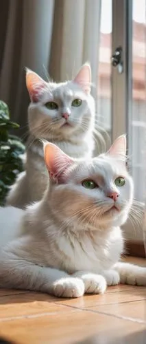 Hermosos gatos, two white cats, sitting, lying down, stretching, playing, cute eyes, pink nose, fluffy fur, whiskers, ears up, soft lighting, warm atmosphere, indoor scene, cozy living room, wooden fl