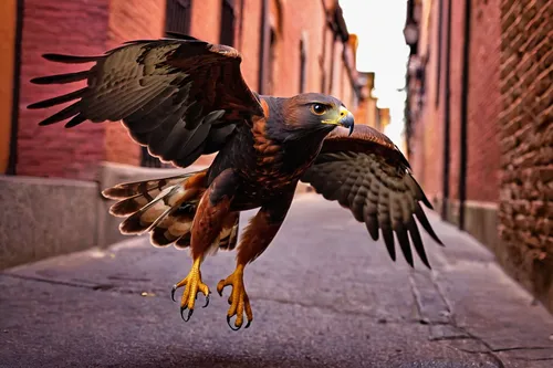 Craft a suspenseful moment as a Harris hawk gracefully maneuvers through a narrow city alley.,harris hawk,harris's hawk,harris hawk in flight,hawk animal,bird of prey,flying hawk,red tail hawk,hawk,fa