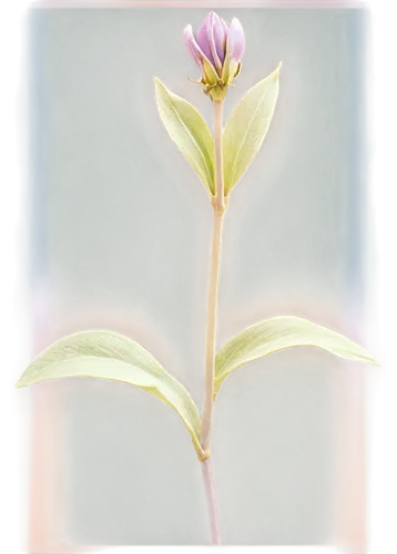 zephyranthes,frame flora,tulip background,brodiaea,colchicum,tuberose,pbe,lotus png,violet tulip,tulipa,grass lily,crown chakra flower,tradescantia,iridaceae,tulipan violet,crinum,encyclia,dodecatheon,erythronium,purple tulip,Photography,Black and white photography,Black and White Photography 12