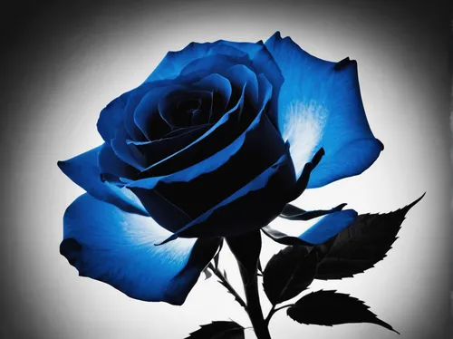 blue rose,blue moon rose,blue rose near rail,rose png,black rose,blue flower,blue petals,disney rose,rose flower illustration,blue background,flower rose,romantic rose,arrow rose,lady banks' rose,lady banks' rose ,bicolored rose,rose,rose flower,blue ribbon,bright rose,Illustration,Black and White,Black and White 33