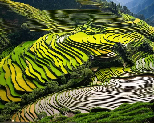 wnycradiolab:</p> <p>the remote and little known rice terraces of yuanyang county in china's yunnan province were built by the hani people along the contours of ailao mountain range during the ming dy