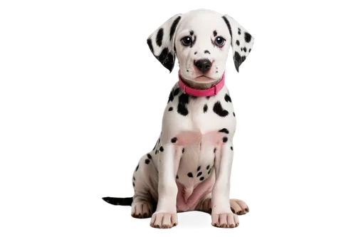 Dalmatian puppy, white fur with black spots, cute face, floppy ears, big round eyes, pink nose, soft mouth, sitting posture, paws together, innocent expression, natural light, warm color tone, shallow