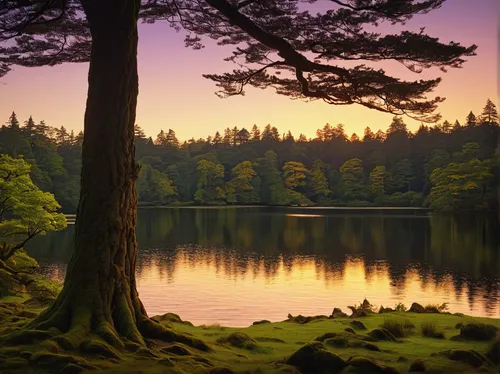 Rich evening sunshine glows on the trees at Tarn Hows in the Lake District National Park, Cumbria, England, United Kingdom, Europe,trossachs national park - dunblane,evening lake,coniferous forest,tem