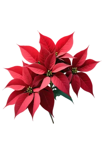 poinsettia,natal lily,poinsettia flower,christmas flower,flower of christmas,christmas orchid,xmas plant,holly wreath,red snowflake,christmas bells,star anise,ornamental shrub,ornamental plants,flowers png,christmas garland,christmas rose,ornamental plant,wreath vector,american holly,cestrum,Art,Classical Oil Painting,Classical Oil Painting 36