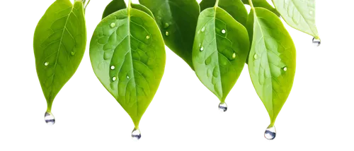 Delicate drop-shaped plant, hanging vines, translucent petals, soft green leaves, gentle dew droplets, morning sunlight filtering through leaves, 3/4 composition, shallow depth of field, warm color to