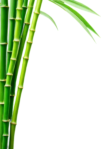 3D bamboo, individual stalks, intricate nodes, vibrant green, natural texture, cylindrical shape, gentle sway, morning dew, soft sunlight filtering through leaves, 3/4 composition, shallow depth of fi