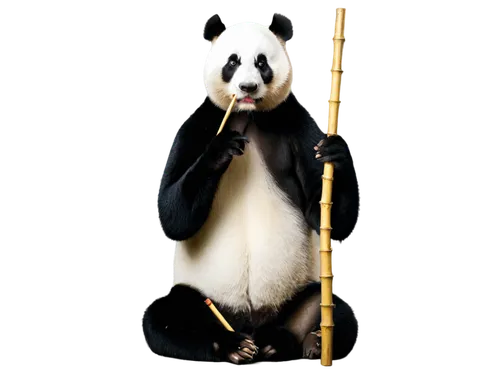 Panda, smoking, holding cigarette, relaxed posture, black fur, white patches on eyes, round face, cute expression, red lips, lazy eyes, bamboo stick in background, Chinese style decoration, warm light