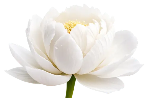 white chrysanthemum,the white chrysanthemum,white cosmos,white water lily,japanese anemone,chrysanthemum background,anemone japonica,white dahlia,white flower,cosmos flower,white lily,genus anemone,zephyranthes,chrysanthemum,flower of water-lily,white petals,white magnolia,wood anemone,delicate white flower,korean chrysanthemum,Conceptual Art,Sci-Fi,Sci-Fi 25