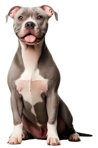 blue staffordshire bull terrier,american staffordshire terrier,staffordshire bull terrier,pit bull,red nosed pit bull,white staffordshire bull terrier,pitbulls,pit mix,apbt,amstaff,pitbull,kudubull,dog breed,dog pure-breed,bulbull,dog illustration,pitscottie,cute puppy,dog drawing,dogana,Illustration,Realistic Fantasy,Realistic Fantasy 24