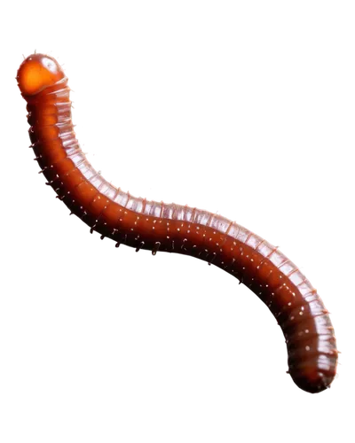 Worms, soil creatures, segmented bodies, brown skin, tiny eyes, wiggling movement, dark background, macro photography, high contrast, dramatic lighting, shallow depth of field, wet texture, slimy trai