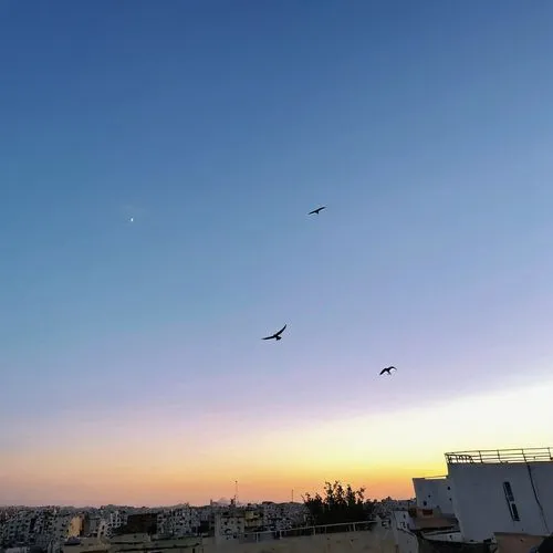 birds flying,bird flight,birds in flight,flying birds,pigeon flight,bird in the sky,evening sky,flying sea gulls,skywatch,storks,flyby,amman,pigeon flying,skyscape,clear sky,mumuration,birds on a wire,heliopolis,white storks,the birds,Photography,General,Realistic